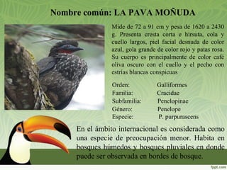 Nombre común: LA PAVA MOÑUDA
Mide de 72 a 91 cm y pesa de 1620 a 2430
g. Presenta cresta corta e hirsuta, cola y
cuello largos, piel facial desnuda de color
azul, gola grande de color rojo y patas rosa.
Su cuerpo es principalmente de color café
oliva oscuro con el cuello y el pecho con
estrías blancas conspicuas
Orden: Galliformes
Familia: Cracidae
Subfamilia: Penelopinae
Género: Penelope
Especie: P. purpurascens
En el ámbito internacional es considerada como
una especie de preocupación menor. Habita en
bosques húmedos y bosques pluviales en donde
puede ser observada en bordes de bosque.
 