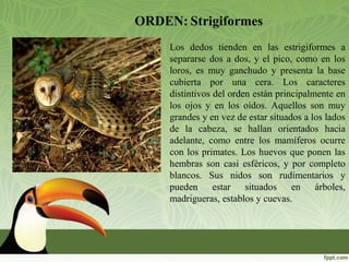 ORDEN: Strigiformes
Los dedos tienden en las estrigiformes a
separarse dos a dos, y el pico, como en los
loros, es muy ganchudo y presenta la base
cubierta por una cera. Los caracteres
distintivos del orden están principalmente en
los ojos y en los oídos. Aquellos son muy
grandes y en vez de estar situados a los lados
de la cabeza, se hallan orientados hacia
adelante, como entre los mamíferos ocurre
con los primates. Los huevos que ponen las
hembras son casi esféricos, y por completo
blancos. Sus nidos son rudimentarios y
pueden estar situados en árboles,
madrigueras, establos y cuevas.
 