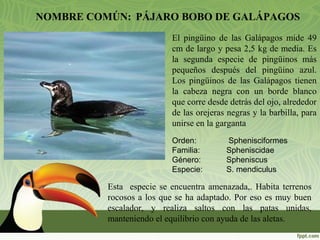 NOMBRE COMÚN: PÁJARO BOBO DE GALÁPAGOS
El pingüino de las Galápagos mide 49
cm de largo y pesa 2,5 kg de media. Es
la segunda especie de pingüinos más
pequeños después del pingüino azul.
Los pingüinos de las Galápagos tienen
la cabeza negra con un borde blanco
que corre desde detrás del ojo, alrededor
de las orejeras negras y la barbilla, para
unirse en la garganta
Orden: Sphenisciformes
Familia: Spheniscidae
Género: Spheniscus
Especie: S. mendiculus
Esta especie se encuentra amenazada,. Habita terrenos
rocosos a los que se ha adaptado. Por eso es muy buen
escalador, y realiza saltos con las patas unidas,
manteniendo el equilibrio con ayuda de las aletas.
 