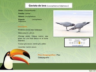 Gaviota de lava (Leucophaenus fuliginosus )
Descripción
•Endémica de las islas Galápagos
•Mide entre 51 y 55 cm
•Plumaje adulto: Cabeza marrón, alas
grises con una línea blanca en el borde
delantero
•Cuerpo gris oscuro, vientre gris pálido
•Juveniles: marrón oscuro
Piso Zoogeográfico: Piso
Galapagueño
Orden: Charadriiformes
Familia: Laridae
Género: Leucophaenus
Especie: Leucophaeus
fuliginosus
 