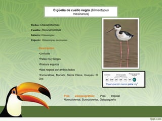 Cigüeña de cuello negro (Himantopus
mexicanus)
Descripción
•Limícola
•Patas muy largas
•Postura erguida
•Alas negras por ambos lados
•Esmeraldas, Manabí, Santa Elena, Guayas, El
Oro
Orden: Charadriiformes
Familia: Recurvirostridae
Género: Himantopus
Especie: Himantopus mexicanus
Piso Zoogeográfico: Piso tropical
Noroccidental, Suroccidental, Galapagueño
 