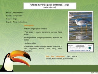 Chorlo mayor de patas amarillas (Tringa
melanoleuca)
Descripción
•Adultos: largas patas amarillas
•Pico largo y oscuro ligeramente curvado hacia
arriba
•Plumaje blanco y negro por encima, moteado por
debajo
•Muda su pelaje
•Esmeraldas, Santo Domingo, Manabí , Los Ríos, El
Oro, Tungurahua, Bolívar, Cañar, Azuay, Napo,
Sucumbíos
Piso Zoo geográfico: Piso tropical
oriental, Noroccidental, Suroccidental
Orden: Charadriiformes
Familia: Scolopacidae
Género: Tringa
Especie: Tringa melanoleuca
 