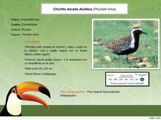 Chorlito dorado Asiático (Pluvialis fulva)
Descripción
•Plumaje color dorado en el lomo y alas y negro en
la cabeza, cara y cuello negros con un borde
blanco, patas negras
•Invierno: pierde pelaje oscuro y lo reemplaza con
un amarillento en la cara
•Mide entre 25 y 26 cm
•Santa Elena y Galápagos
Piso Zoogeográfico: Piso tropical Noroccidental;
Galapagueño
Orden: Charadriiformes
Familia: Charadriidae
Género: Pluvialis
Especie: Pluvialis fulva
 