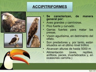 ACCIPITRIFORMES
• Se caracterizan, de manera
general por:
• Aves grandes y carnívoras.
• Pico fuerte y curvado.
• Garras fuertes para matar las
presas.
• Visión agudísima, en detrimento del
olfato.
• Son predadores y, por tanto, están
situados en el último nivel trófico
• Alcanzan alturas de hasta 5000 m
• Alimentación (aves, reptiles,
anfibios, peces, invertebrados y, en
ocasiones carroña.)
 