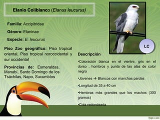 Elanio Coliblanco (Elanus leucurus)
Familia: Accipitridae
Género: Elaninae
Especie: E. leucurus
Descripción
•Coloración blanca en el vientre, gris en el
dorso , hombros y punta de las alas de color
negro
•Jóvenes  Blancos con manchas pardas
•Longitud de 35 a 40 cm
•Hembras más grandes que los machos (300
gramos)
•Cola redondeada
Piso Zoo geográfico: Piso tropical
oriental, Piso tropical noroccidental y
sur occidental
LCLC
Provincias de: Esmeraldas,
Manabí, Santo Domingo de los
Tsáchilas, Napo, Sucumbíos
 