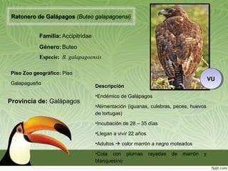 Ratonero de Galápagos (Buteo galapagoensi)
Familia: Accipitridae
Género: Buteo
Especie: B. galapagoensis
Descripción
•Endémico de Galápagos
•Alimentación (iguanas, culebras, peces, huevos
de tortugas)
•Incubación de 28 – 35 días
•Llegan a vivir 22 años
•Adultos  color marrón a negro moteados
•Cola con plumas rayadas de marrón y
blanquesino
Piso Zoo geográfico: Piso
Galapagueño
Provincia de: Galápagos
VUVU
 