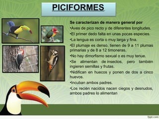PICIFORMES
Se caracterizan de manera general por
•Aves de pico recto y de diferentes longitudes.
•El primer dedo falta en unas pocas especies.
•La lengua es corta o muy larga y fina.
•El plumaje es denso, tienen de 9 a 11 plumas
primarias y de 8 a 12 timoneras.
•No hay dimorfismo sexual o es muy tenue.
•Se alimentan de insectos, pero también
ingieren semillas y frutas.
•Nidifican en huecos y ponen de dos a cinco
huevos.
•Incuban ambos padres.
•Los recién nacidos nacen ciegos y desnudos,
ambos padres lo alimentan
 
