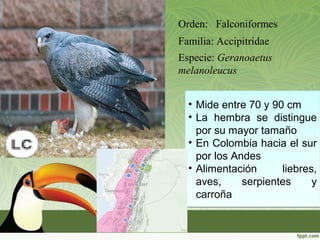 Orden: Falconiformes
Familia: Accipitridae
Especie: Geranoaetus
melanoleucus
• Mide entre 70 y 90 cm
• La hembra se distingue
por su mayor tamaño
• En Colombia hacia el sur
por los Andes
• Alimentación liebres,
aves, serpientes y
carroña
• Mide entre 70 y 90 cm
• La hembra se distingue
por su mayor tamaño
• En Colombia hacia el sur
por los Andes
• Alimentación liebres,
aves, serpientes y
carroña
 