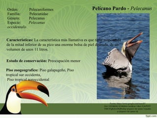 Pelícano Pardo - Pelecanus
occidentalis
Orden: Pelecaniformes
Familia: Pelecanidae
Género: Pelecanus
Especie: Pelecanus
occidentalis
Fuente: https://www.google.com/search?
biw=1024&bih=654&tbm=isch&sa=1&ei=FykfW8T
TBtC85gKdvoDQBw&q=piquero+de+patas+rojas&o
q=piquero+de+patas+&
Características: La característica más llamativa es que tiene suspendida
de la mitad inferior de su pico una enorme bolsa de piel desnuda, de un
volumen de unos 11 litros.
Estado de conservación: Preocupación menor
Piso zoogeografico: Piso galapageño, Piso
tropical sur occidenta,
Piso tropical noroccidental
 