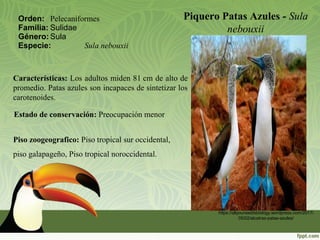 Piquero Patas Azules - Sula
nebouxii
Orden: Pelecaniformes
Familia: Sulidae
Género: Sula
Especie: Sula nebouxii
https://allyouneedisbiology.wordpress.com/2017/
05/02/alcatraz-patas-azules/
Piso zoogeografico: Piso tropical sur occidental,
piso galapageño, Piso tropical noroccidental.
Estado de conservación: Preocupación menor
Características: Los adultos miden 81 cm de alto de
promedio. Patas azules son incapaces de sintetizar los
carotenoides.
 