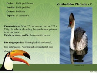 Zambullidor Plateado - P.
occipitalis
Orden: Podicipediformes
Familia: Podicipedidae
Género: Podiceps
Especie: P. occipitalis
(Defreitas, 2011)
Piso zoogeografico: Piso tropical sur occidental,
Piso galapageño, Piso tropical noroccidental, Piso
alto andino.
Estado de conservación: Preocupación menor
Características: Mide 27 cm. con un peso de 225 a
250 g. La cabeza, el cuello y la espalda tarde gris con
tonos marrones.
 