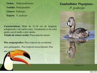 Zambullidor Piquipinto -
P. podiceps
Orden: Podicipediformes
Familia: Podicipedidae
Género: Podiceps
Especie: P. podiceps
(Defreitas, 2011)
Piso zoogeografico: Piso tropical sur occidental,
piso galapageño, Piso tropical noroccidental, Piso
alto andino.
Estado de conservación: Preocupación menor
Características: Mide de 31-38 cm de longitud,
achaparrado y de cuello corto. Usualmente es de color
pardo con el cuello color canela.
 