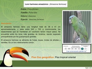 Loro harinoso amazónico (Amazona farinosa)
Descripción
El  amazona  farinoso  tiene  una  longitud  total  de  38  a  41  cm 
aproximadamente,  y  pesa  entre  540  y  700  g  (comúnmente,  los ​
especímenes  que  se  mantienen  en  cautiverio  tienen  mayor  peso).  Se 
encuentra  entre  los  loros  más  grandes  de  América,  siendo  superado 
principalmente por los guacamayos grandes. 
El  amazona  harinoso  se  alimenta  de  frutas,  bayas,  brotes  de  árboles  y 
semillas. Es un loro relativamente común.
Piso Zoo geográfico: Piso tropical oriental  
Orden: Psitaciformes
Familia: Psitacidae
Género: Amazona
Especie: Amazona farinosa
 