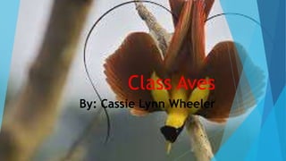 Class Aves
By: Cassie Lynn Wheeler
 