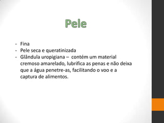 - Fina
- Pele seca e queratinizada
- Glândula uropigiana – contém um material
cremoso amarelado, lubrifica as penas e não deixa
que a água penetre-as, facilitando o voo e a
captura de alimentos.
 
