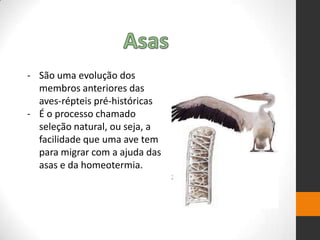 - São uma evolução dos
membros anteriores das
aves-répteis pré-históricas
- É o processo chamado
seleção natural, ou seja, a
facilidade que uma ave tem
para migrar com a ajuda das
asas e da homeotermia.
 