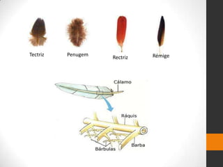 Tectriz Penugem
Rectriz Rémige
 