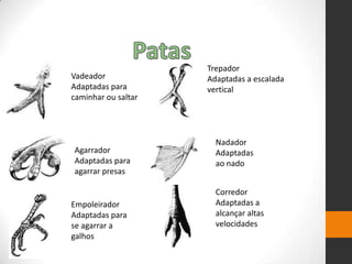 Vadeador
Adaptadas para
caminhar ou saltar
Agarrador
Adaptadas para
agarrar presas
Empoleirador
Adaptadas para
se agarrar a
galhos
Trepador
Adaptadas a escalada
vertical
Nadador
Adaptadas
ao nado
Corredor
Adaptadas a
alcançar altas
velocidades
 