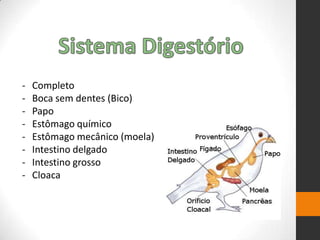 - Completo
- Boca sem dentes (Bico)
- Papo
- Estômago químico
- Estômago mecânico (moela)
- Intestino delgado
- Intestino grosso
- Cloaca
 