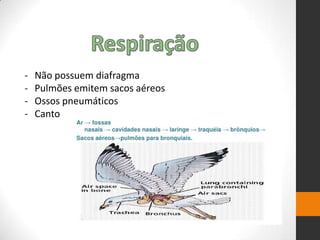 - Não possuem diafragma
- Pulmões emitem sacos aéreos
- Ossos pneumáticos
- Canto
 