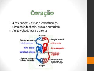 - 4 cavidades: 2 átrios e 2 ventrículos
- Circulação fechada, dupla e completa
- Aorta voltada para a direita
 