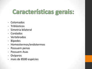 - Celomados
- Triblásticos
- Simetria bilateral
- Cordados
- Vertebrados
- Bípedes
- Homeotermos/endotermos
- Possuem penas
- Possuem Asas
- Ovíparos
- mais de 8500 espécies
 