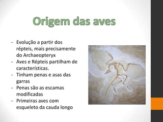 - Evolução a partir dos
répteis, mais precisamente
do Archaeopteryx
- Aves e Répteis partilham de
características.
- Tinham penas e asas das
garras
- Penas são as escamas
modificadas
- Primeiras aves com
esqueleto da cauda longo
 