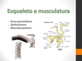 - Ossos pneumáticos
- Quilha/carena
- Músculos peitorais
 