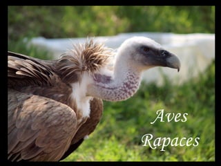 Aves
Rapaces
 