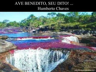 AVE BENEDITO, SEU DITO! ...  Humberto Chaves 