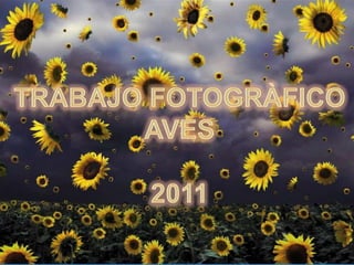 TRABAJO FOTOGRÀFICO AVES 2011 