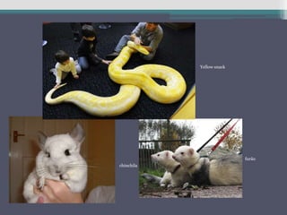 chinchila
furão
Yellow snack
 