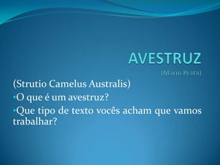 (Strutio Camelus Australis)
•O que é um avestruz?
•Que tipo de texto vocês acham que vamos
trabalhar?
 