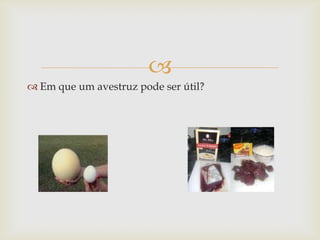 
 Em que um avestruz pode ser útil?
 