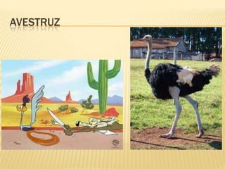 AVESTRUZ
 