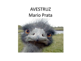 AVESTRUZ
Mario Prata
 