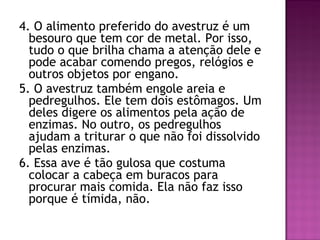 4. O alimento preferido do avestruz é um
besouro que tem cor de metal. Por isso,
tudo o que brilha chama a atenção dele e
pode acabar comendo pregos, relógios e
outros objetos por engano.
5. O avestruz também engole areia e
pedregulhos. Ele tem dois estômagos. Um
deles digere os alimentos pela ação de
enzimas. No outro, os pedregulhos
ajudam a triturar o que não foi dissolvido
pelas enzimas.
6. Essa ave é tão gulosa que costuma
colocar a cabeça em buracos para
procurar mais comida. Ela não faz isso
porque é tímida, não.
 