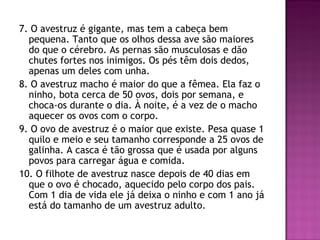 7. O avestruz é gigante, mas tem a cabeça bem
pequena. Tanto que os olhos dessa ave são maiores
do que o cérebro. As pernas são musculosas e dão
chutes fortes nos inimigos. Os pés têm dois dedos,
apenas um deles com unha.
8. O avestruz macho é maior do que a fêmea. Ela faz o
ninho, bota cerca de 50 ovos, dois por semana, e
choca-os durante o dia. À noite, é a vez de o macho
aquecer os ovos com o corpo.
9. O ovo de avestruz é o maior que existe. Pesa quase 1
quilo e meio e seu tamanho corresponde a 25 ovos de
galinha. A casca é tão grossa que é usada por alguns
povos para carregar água e comida.
10. O filhote de avestruz nasce depois de 40 dias em
que o ovo é chocado, aquecido pelo corpo dos pais.
Com 1 dia de vida ele já deixa o ninho e com 1 ano já
está do tamanho de um avestruz adulto.
 