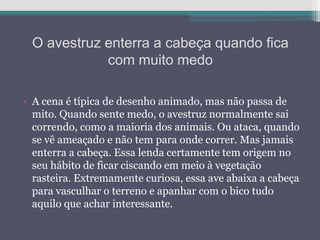 O avestruz enterra a cabeça quando fica
com muito medo
• A cena é típica de desenho animado, mas não passa de
mito. Quando sente medo, o avestruz normalmente sai
correndo, como a maioria dos animais. Ou ataca, quando
se vê ameaçado e não tem para onde correr. Mas jamais
enterra a cabeça. Essa lenda certamente tem origem no
seu hábito de ficar ciscando em meio à vegetação
rasteira. Extremamente curiosa, essa ave abaixa a cabeça
para vasculhar o terreno e apanhar com o bico tudo
aquilo que achar interessante.
 