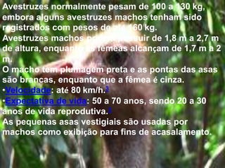 Avestruzes normalmente pesam de 100 a 130 kg,
embora alguns avestruzes machos tenham sido
registrados com pesos de até 160 kg.
Avestruzes machos podem possuir de 1,8 m a 2,7 m
de altura, enquanto as fêmeas alcançam de 1,7 m a 2
m.
O macho tem plumagem preta e as pontas das asas
são brancas, enquanto que a fêmea é cinza.
•Velocidade: até 80 km/h.3
•Expectativa de vida: 50 a 70 anos, sendo 20 a 30
anos de vida reprodutiva.3
As pequenas asas vestigiais são usadas por
machos como exibição para fins de acasalamento.
 