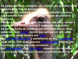 As pequenas asas vestigiais são usadas por machos como
exibição para fins de acasalamento.
As penas são macias e servem como isolante térmico e
são bastante diferentes das penas rígidas de pássaros
voadores.
Possui duas garras em dois dos dedos das asas, sendo a
única ave que possui apenas 2 dedos em cada pata.
As pernas fortes do avestruz não possuem penas. Suas
patas têm dois dedos, sendo que apenas um tem unha
enquanto o maior lembra um casco.
Seu aparelho digestivo é semelhante ao dos ruminantes e
seus olhos, com suas grossas sobrancelhas negras, são
os maiores olhos das aves terrestres.
São aves polígonas e não migratórias. Adapta-se com facilidade e
vive em areas montanhosas e savanas ou planícies deséritcas.
 