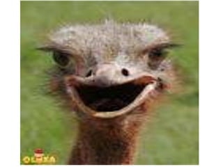 Avestruz ppt   melhor gestão