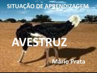 AVESTRUZ
Mário Prata
SITUAÇÃO DE APRENDIZAGEM
 