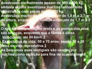 Avestruzes normalmente pesam de 100 a 130 kg,
embora alguns avestruzes machos tenham sido
registrados com pesos de até 160 kg.
Avestruzes machos podem possuir de 1,8 m a 2,7 m
de altura, enquanto as fêmeas alcançam de 1,7 m a 2
m.
O macho tem plumagem preta e as pontas das asas
são brancas, enquanto que a fêmea é cinza.
•Velocidade: até 80 km/h.3
•Expectativa de vida: 50 a 70 anos, sendo 20 a 30
anos de vida reprodutiva.3
As pequenas asas vestigiais são usadas por
machos como exibição para fins de acasalamento.
 