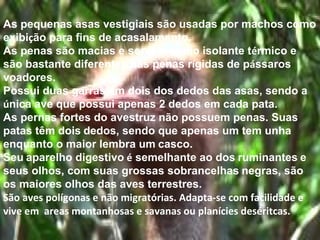 As pequenas asas vestigiais são usadas por machos como
exibição para fins de acasalamento.
As penas são macias e servem como isolante térmico e
são bastante diferentes das penas rígidas de pássaros
voadores.
Possui duas garras em dois dos dedos das asas, sendo a
única ave que possui apenas 2 dedos em cada pata.
As pernas fortes do avestruz não possuem penas. Suas
patas têm dois dedos, sendo que apenas um tem unha
enquanto o maior lembra um casco.
Seu aparelho digestivo é semelhante ao dos ruminantes e
seus olhos, com suas grossas sobrancelhas negras, são
os maiores olhos das aves terrestres.
São aves polígonas e não migratórias. Adapta-se com facilidade e
vive em areas montanhosas e savanas ou planícies deséritcas.
 