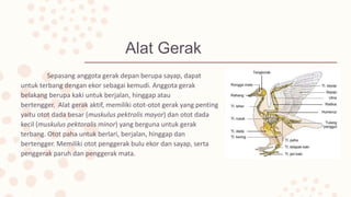 Alat Gerak
Sepasang anggota gerak depan berupa sayap, dapat
untuk terbang dengan ekor sebagai kemudi. Anggota gerak
belakang berupa kaki untuk berjalan, hinggap atau
bertengger. Alat gerak aktif, memiliki otot-otot gerak yang penting
yaitu otot dada besar (muskulus pektrolis mayor) dan otot dada
kecil (muskulus pektoralis minor) yang berguna untuk gerak
terbang. Otot paha untuk berlari, berjalan, hinggap dan
bertengger. Memiliki otot penggerak bulu ekor dan sayap, serta
penggerak paruh dan penggerak mata.
 