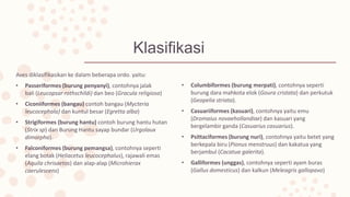 Klasifikasi
Aves diklasifikasikan ke dalam beberapa ordo. yaitu:
• Passeriformes (burung penyanyi), contohnya jalak
bali (Leucopsar rothschildi) dan beo (Gracula religiosa)
• Ciconiiformes (bangau) contoh bangau (Mycteria
leucocephala) dan kuntul besar (Egretta alba)
• Strigiformes (burung hantu) contoh burung hantu hutan
(Strix sp) dan Burung Hantu sayap bundar (Urgolaux
dimorpha).
• Falconiformes (burung pemangsa), contohnya seperti
elang botak (Heliacetus leucocephalus), rajawali emas
(Aquila chrisaetos) dan alap-alap (Microhierax
caerulescens)
• Columbiformes (burung merpati), contohnya seperti
burung dara mahkota elok (Goura cristata) dan perkutuk
(Geopelia striata).
• Casuariiformes (kasuari), contohnya yaitu emu
(Dromaius novaehollandiae) dan kasuari yang
bergelambir ganda (Casuarius casuarius).
• Psittaciformes (burung nuri), contohnya yaitu betet yang
berkepala biru (Pionus menstruus) dan kakatua yang
berjambul (Cacatua galerita).
• Galliformes (unggas), contohnya seperti ayam buras
(Gallus domesticus) dan kalkun (Meleagris gallopavo)
 