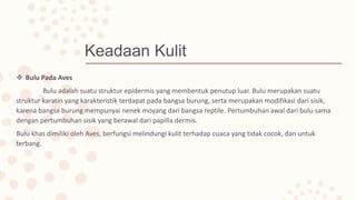 Keadaan Kulit
 Bulu Pada Aves
Bulu adalah suatu struktur epidermis yang membentuk penutup luar. Bulu merupakan suatu
struktur karatin yang karakteristik terdapat pada bangsa burung, serta merupakan modifikasi dari sisik,
karena bangsa burung mempunyai nenek moyang dari bangsa reptile. Pertumbuhan awal dari bulu sama
dengan pertumbuhan sisik yang berawal dari papilla dermis.
Bulu khas dimiliki oleh Aves, berfungsi melindungi kulit terhadap cuaca yang tidak cocok, dan untuk
terbang.
 