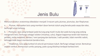 Jenis Bulu
Menurut struktur anatominya dibedakan menjadi 3 macam yaitu plumae, plumulae, dan filoplumae.
a. Plumae, merupakan bulu yang memberi dasar bentuk tubuh yang berada pada sayap dan ekor,
berfungsi untuk terbang.
b. Plumulae, bulu yang terdapat pada burung yang masih muda dan pada burung yang sedang
mengerami telur, berfungsi sebagai isolator (misalnya, suhu). Bagian-bagiannya terdiri dari kalamus
pendek, rachis tereduksi, barbae / rami panjang dan barbulae / radii pendek, tidak memiliki radioli,
sehingga tidak dapat membentuk bendera bulu.
c. Filoplumae, bulu yang tumbuh di seluruh permukaan tubuh. Berfungsi sebagai sensor. Bentuknya
seperti rambut, mempunyai sumbu panjang, pada ujung distalnya terdapat barbae/rami.
 