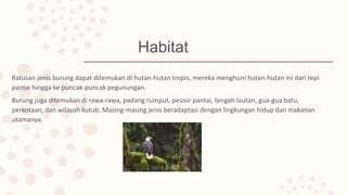 Habitat
Ratusan jenis burung dapat ditemukan di hutan-hutan tropis, mereka menghuni hutan-hutan ini dari tepi
pantai hingga ke puncak-puncak pegunungan.
Burung juga ditemukan di rawa-rawa, padang rumput, pesisir pantai, tengah lautan, gua-gua batu,
perkotaan, dan wilayah kutub. Masing-masing jenis beradaptasi dengan lingkungan hidup dan makanan
utamanya.
 